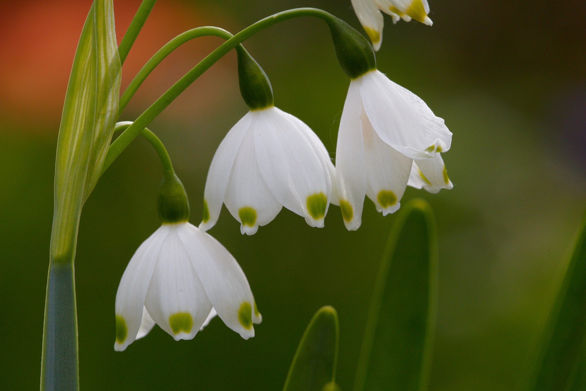 Märzenbecher oder Frühlings-Knotenblume / Leucojum
